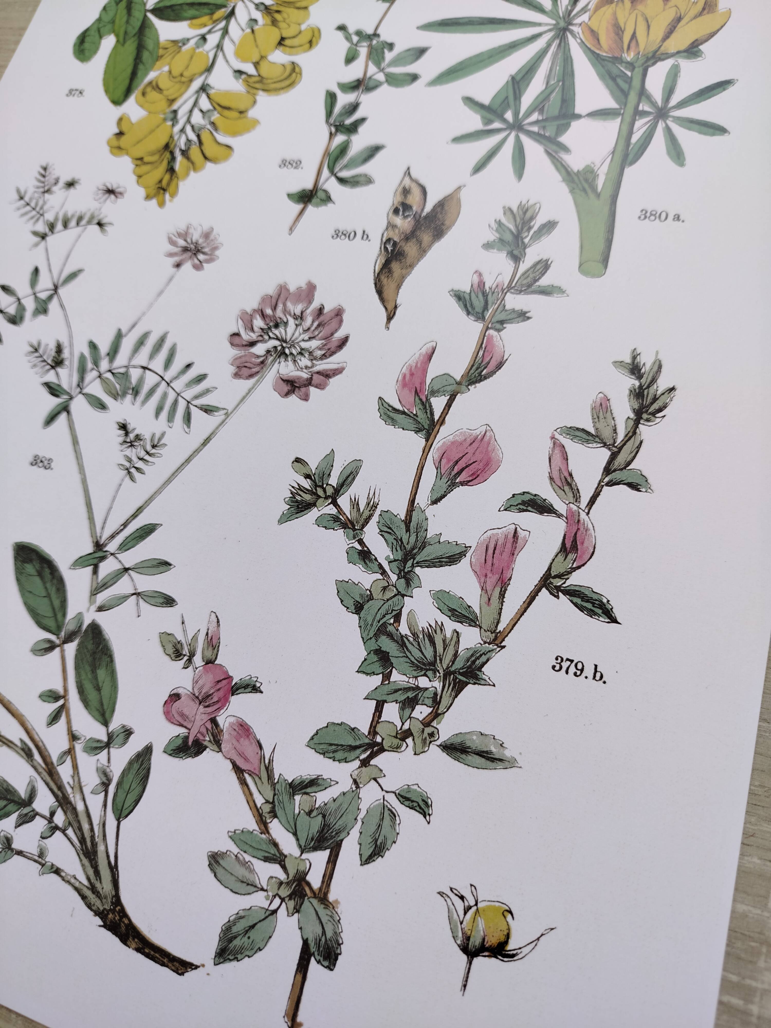 Plant poster, based on an 1881 engraving 'lupin'