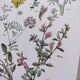 Plant poster, based on an 1881 engraving 'lupin'