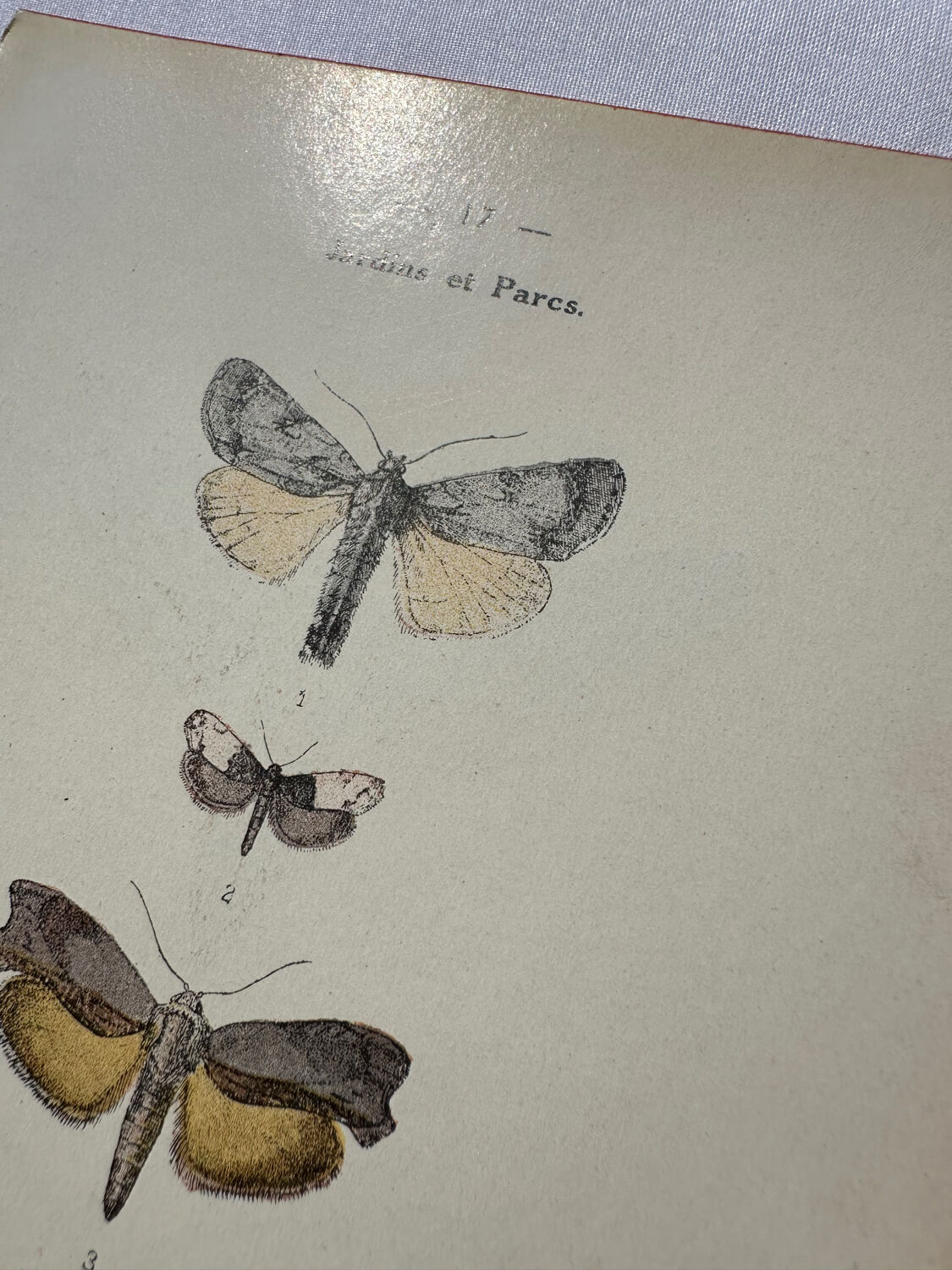 Botanical engraving plant France double-sided naturalist plate
