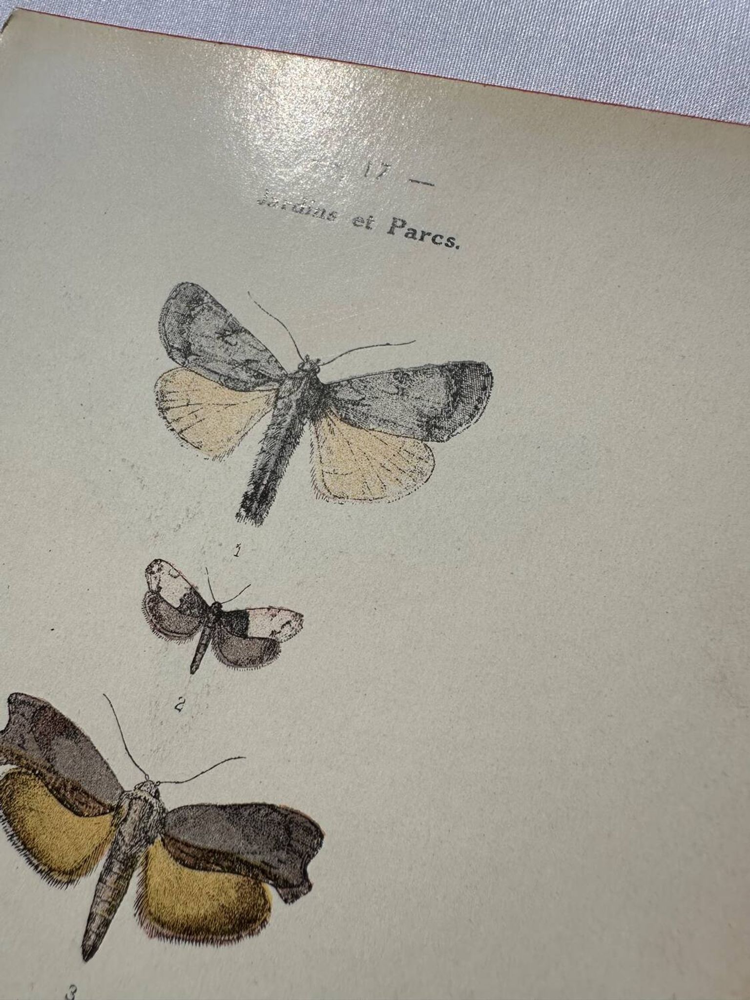 Gravure botanique plante France planche naturaliste double face