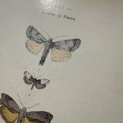 Gravure botanique plante France planche naturaliste double face