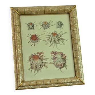 Illustration coquillage