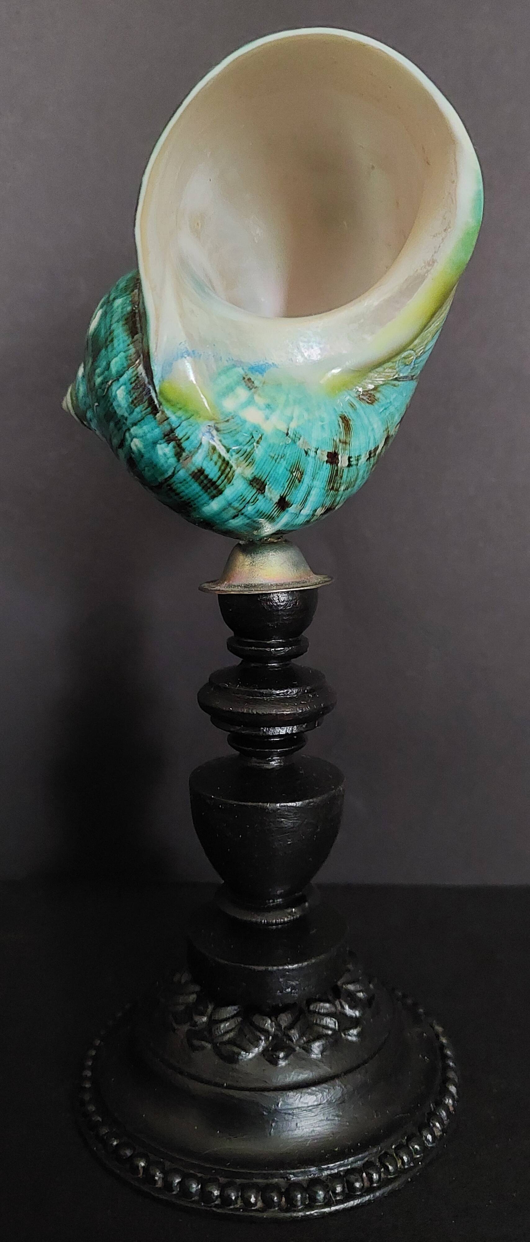 Cabinet of Curiosities turbo imperialis shell on base