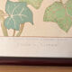 4 floral lithographs 1900