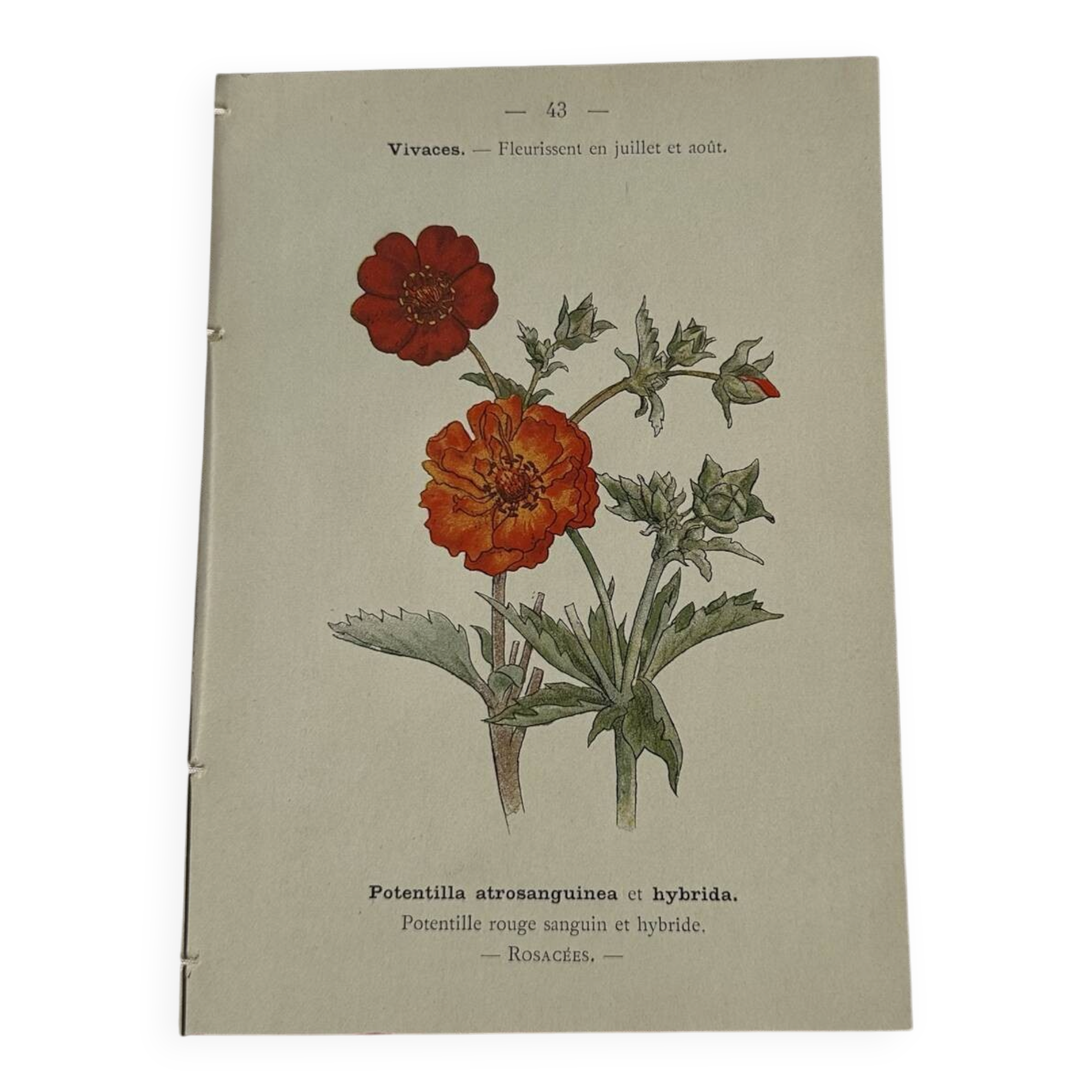 Planche Botanique Gravure naturaliste ancienne 19eme recto verso