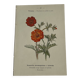 Planche Botanique Gravure naturaliste ancienne 19eme recto verso
