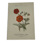 🌿 Botanical Plate Old Naturalist Engraving 19th Century Double-Sided