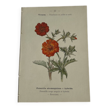 Planche Botanique Gravure naturaliste ancienne 19eme recto verso