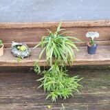 19th-century church pew, 245 cm long