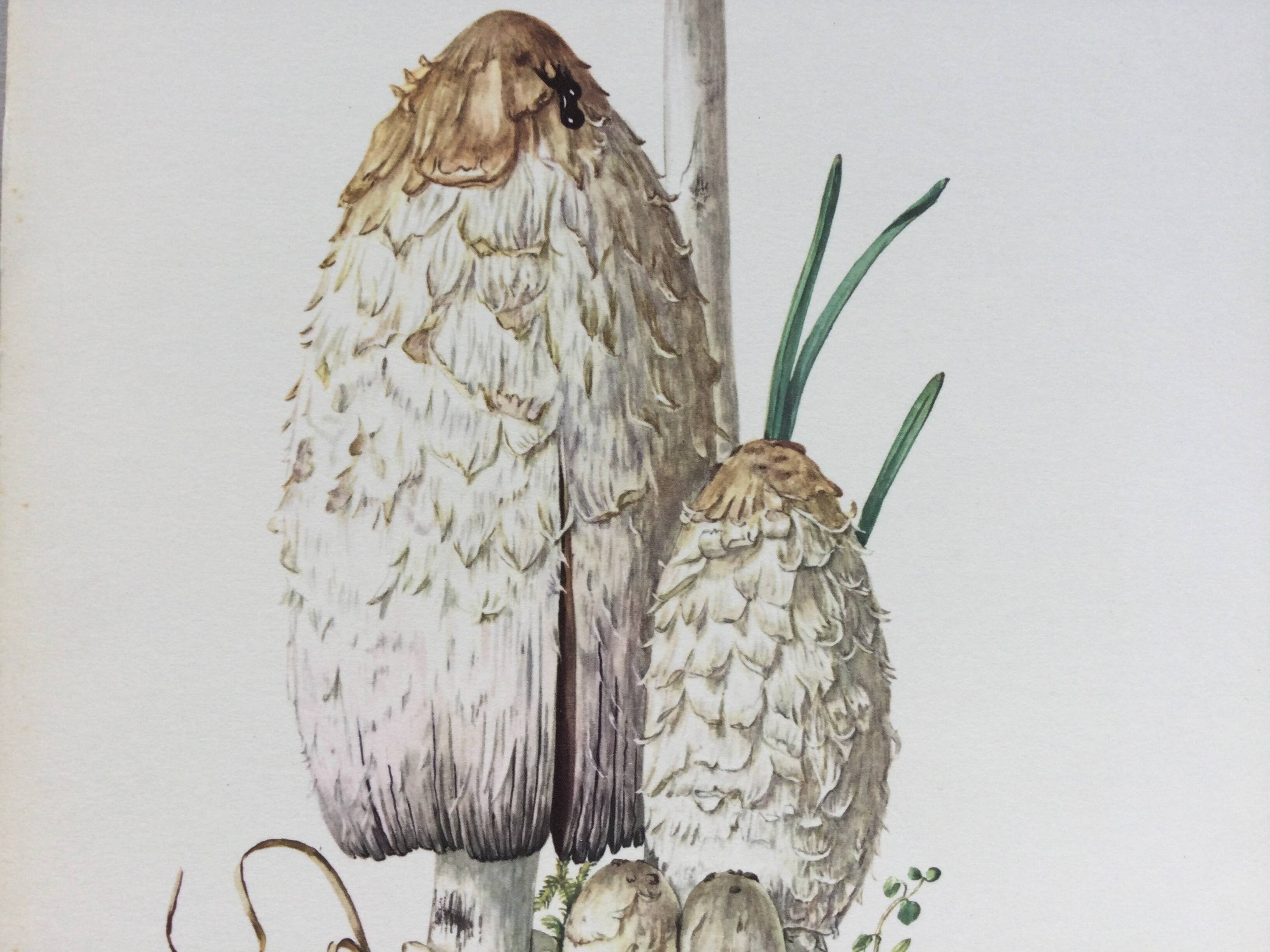 Illustration botanique Champignons Coprinus Impression Vintage des années 60