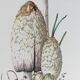 Illustration botanique Champignons Coprinus Impression Vintage des années 60