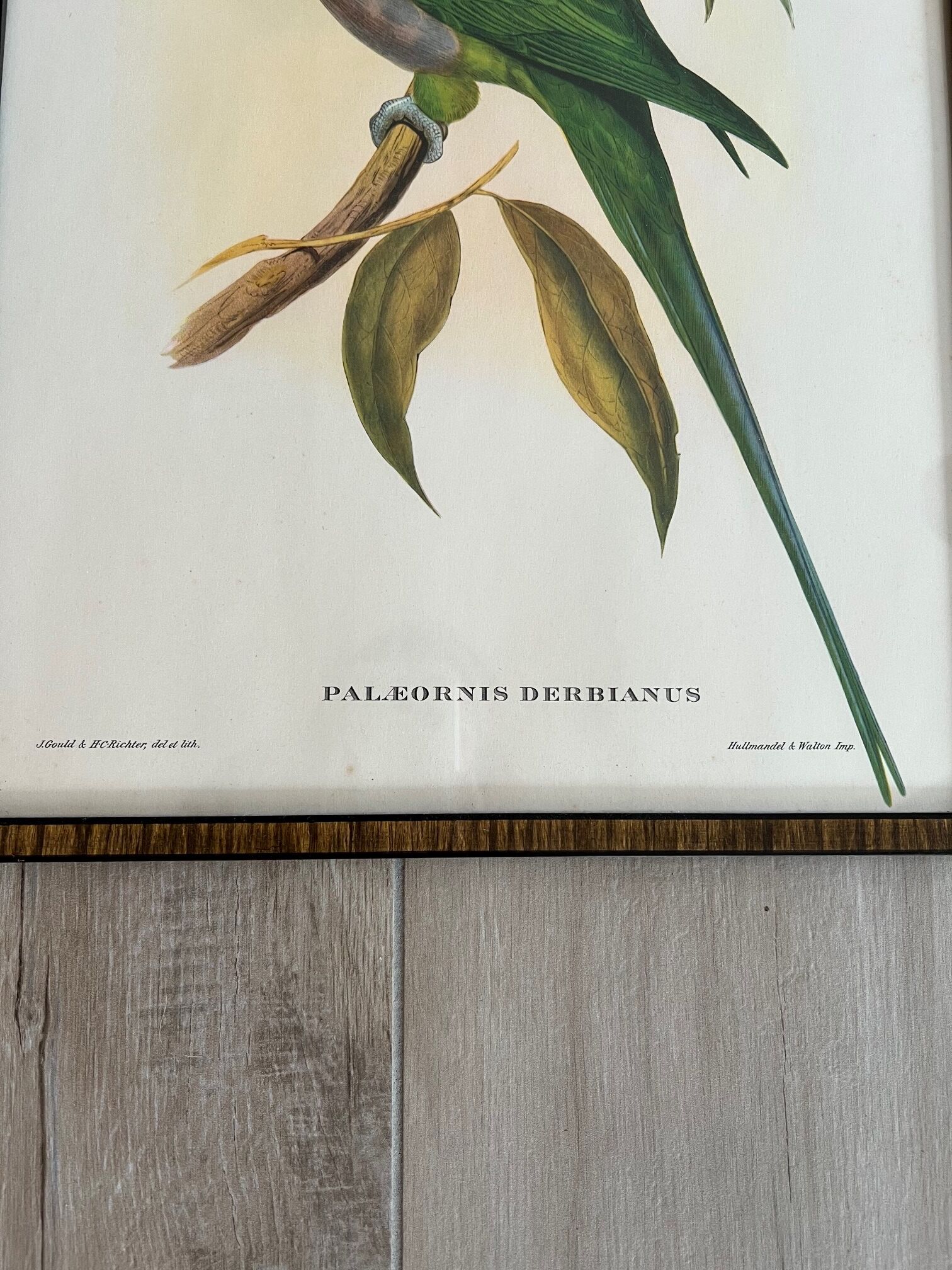 Gravure oiseau encadrée
