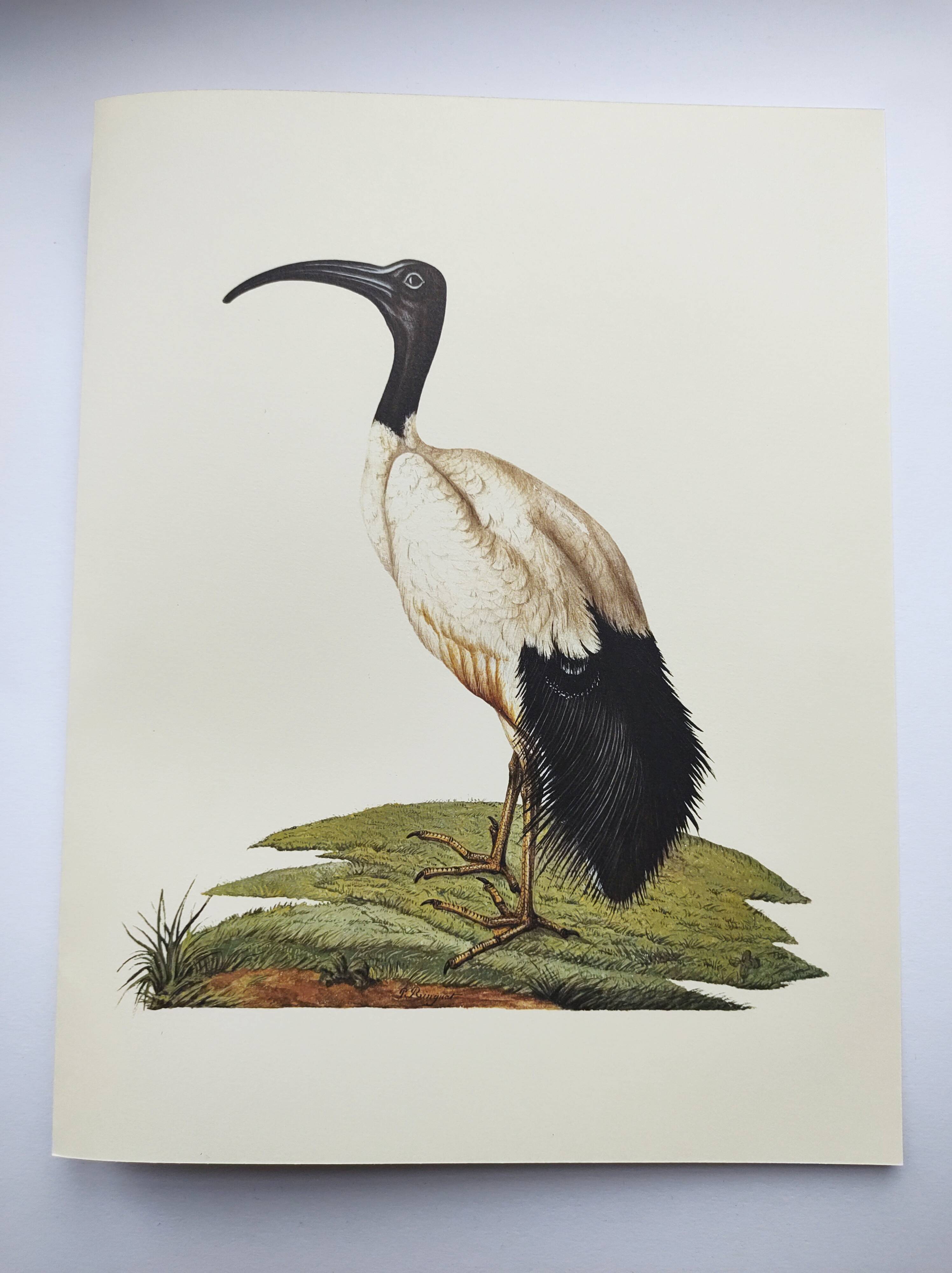 Board from the 70s - Sacred Ibis of Egypt - Vintage animal and bird illustration