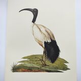 Board from the 70s - Sacred Ibis of Egypt - Vintage animal and bird illustration