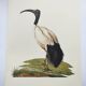 Planche années 70 -Ibis sacré d',Égypte- Illustration animaux et Oiseaux vintage