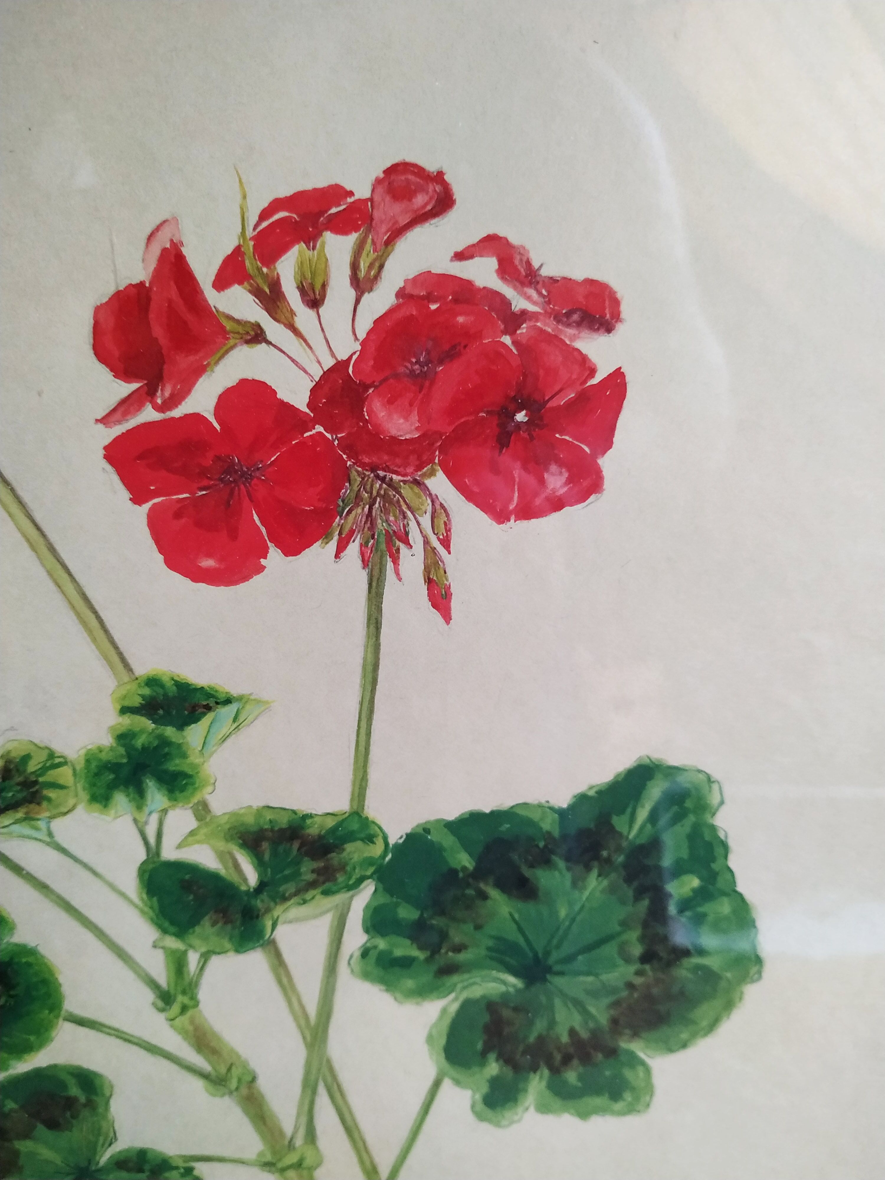 Pélargonium gouache by Richard coggan