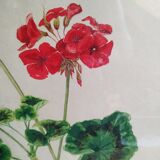 Pélargonium gouache de Richard coggan