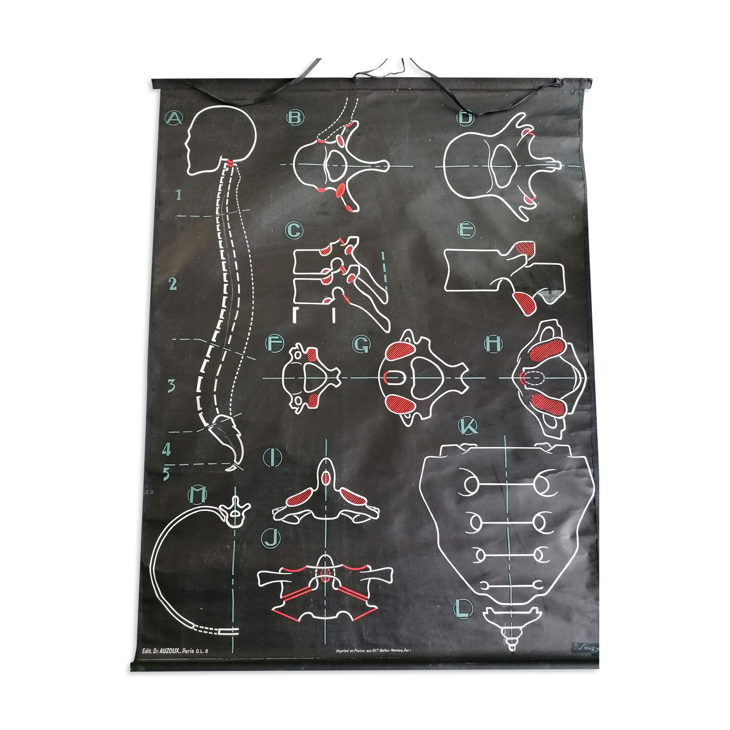 Vintage school poster Dr AUZOUX the spine