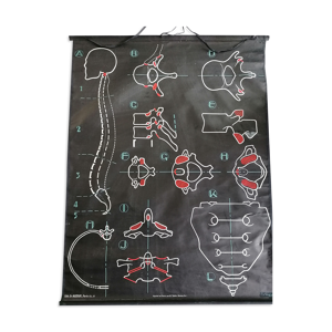 Affiche scolaire vintage Dr Auzoux