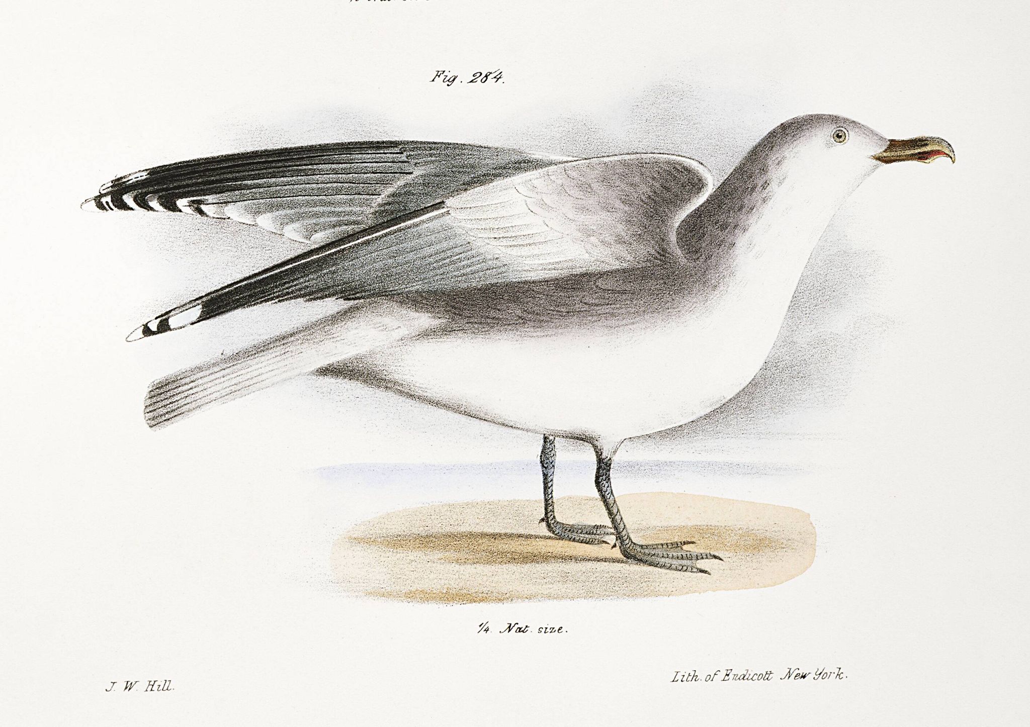 Affiche sur les goélands, d’après une lithographie ancienne de 1842.