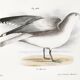 Poster about seagulls, based on an old lithograph from 1842.
