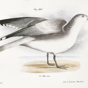 Affiche sur les goélands, d’après une lithographie ancienne de 1842.