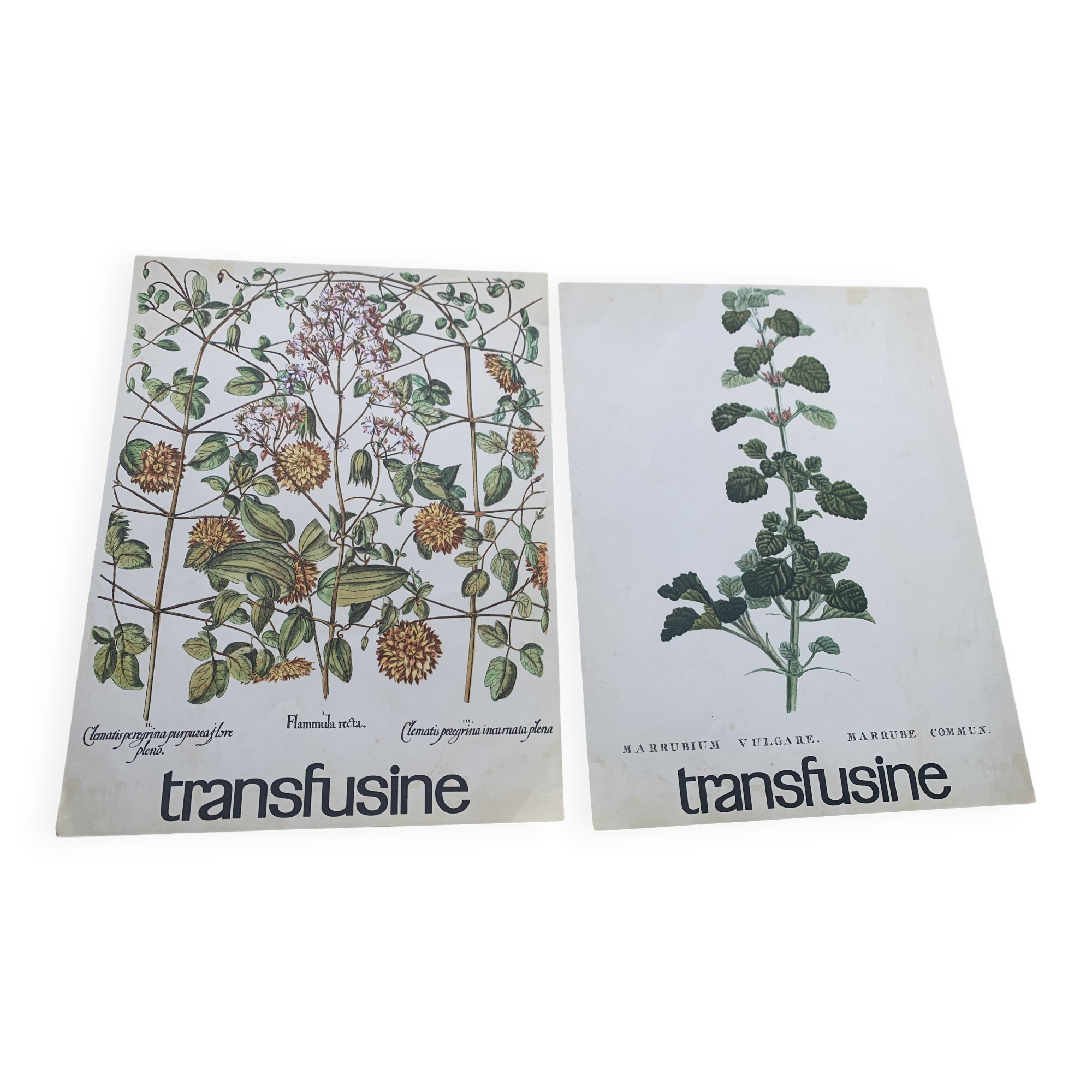 Set of two vintage medical herbarium posters advertising transfusion