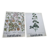 Set of two vintage medical herbarium posters advertising transfusion