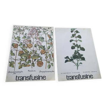 Set of two vintage medical herbarium posters advertising transfusion