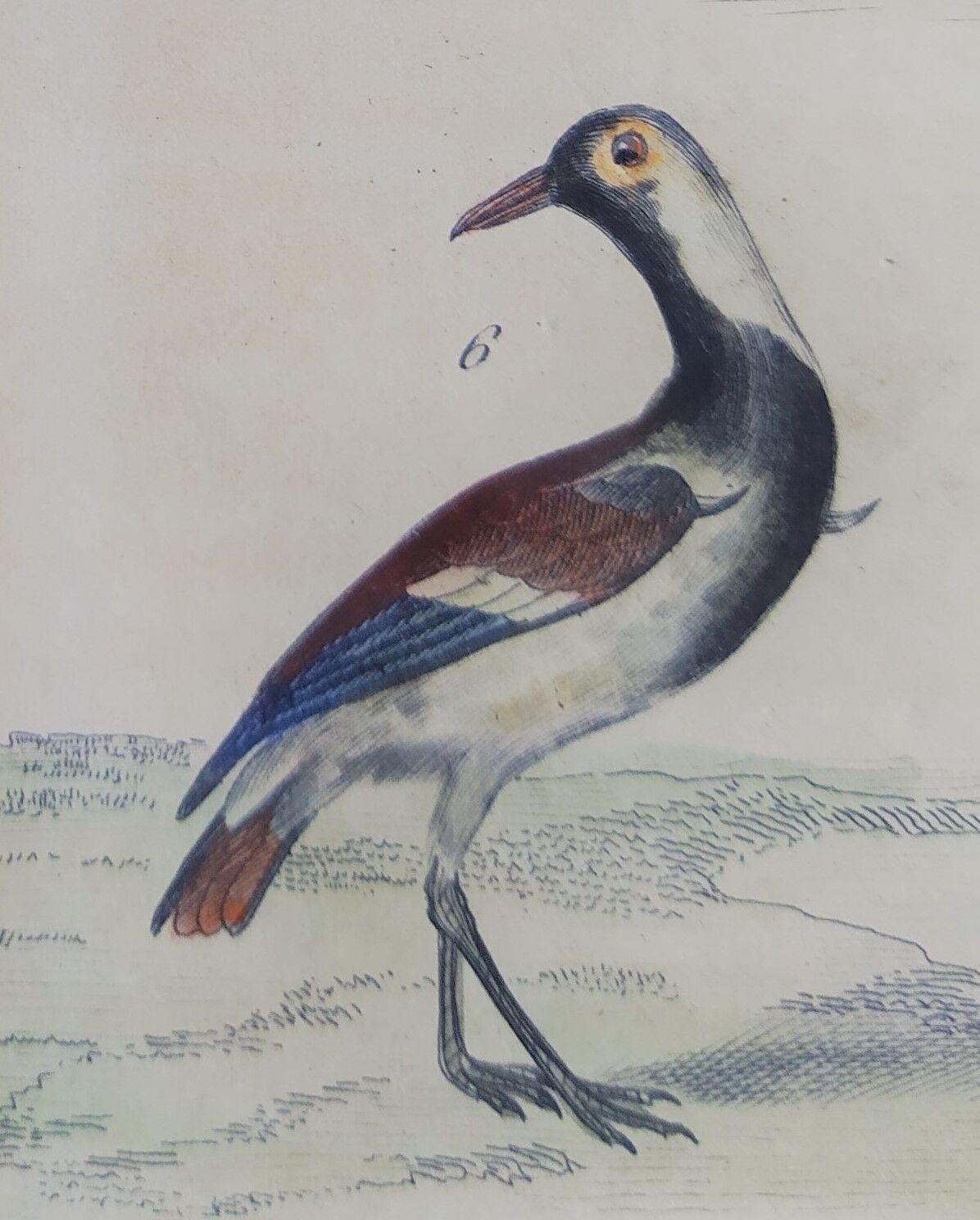 Original ornithological board " Ibis white & black - Curlele - &c... Buffon (1837)