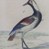 Planche ornithologique originale " Ibis blanc & noir - Courlis - &c... Buffon 1837