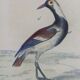 Original ornithological board " Ibis white & black - Curlele - &c... Buffon (1837)