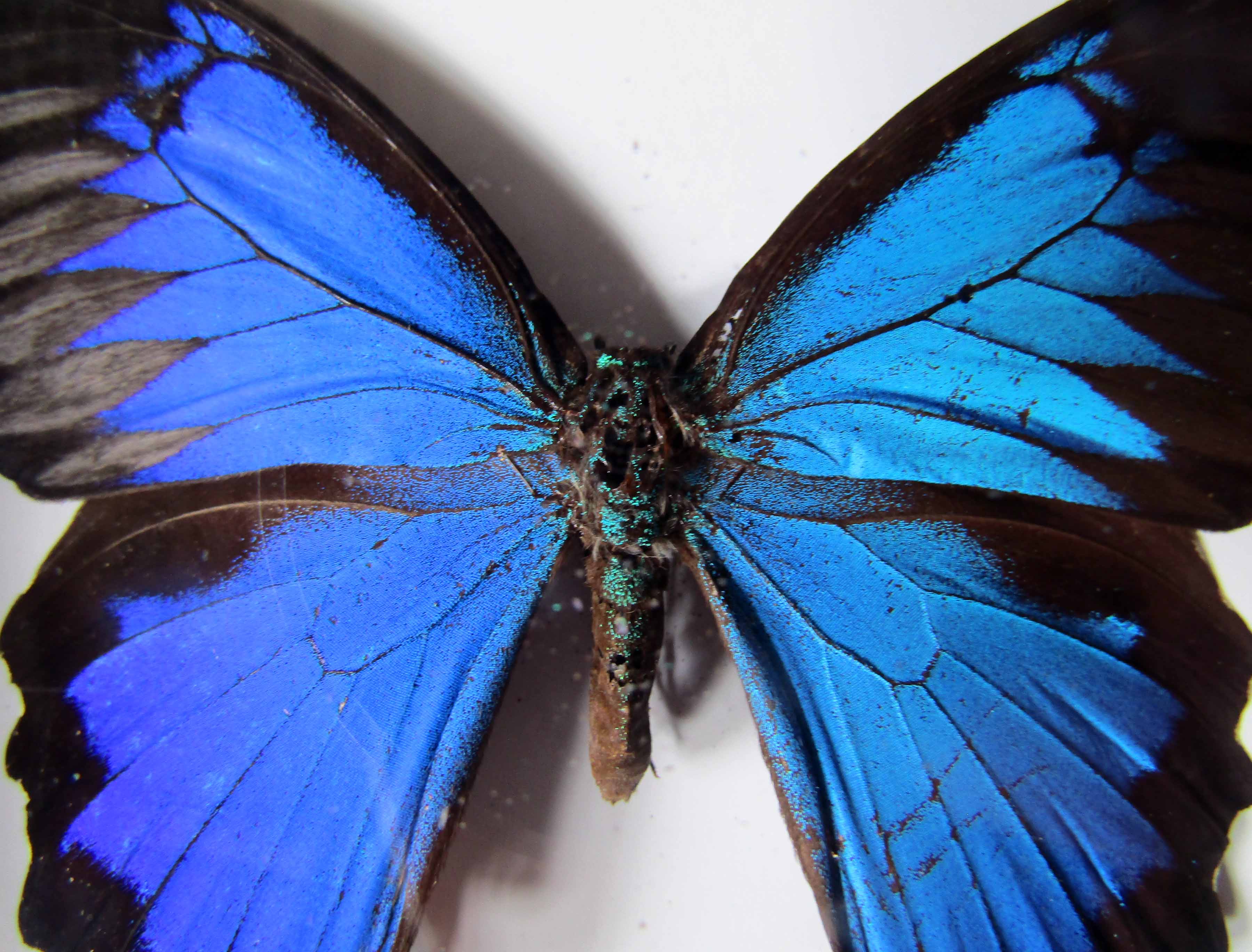 Naturalized blue butterfly ulysses