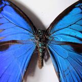 Naturalized blue butterfly ulysses