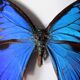 Papillon bleu naturalisé ulysse