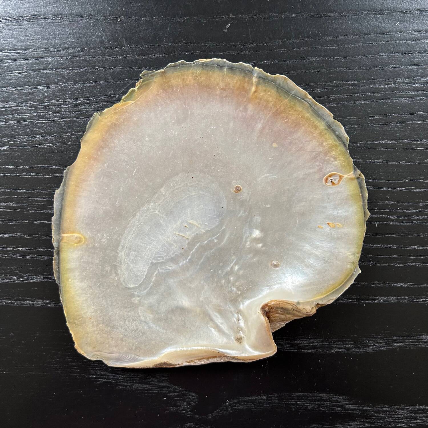 Mother-of-pearl shell pocket