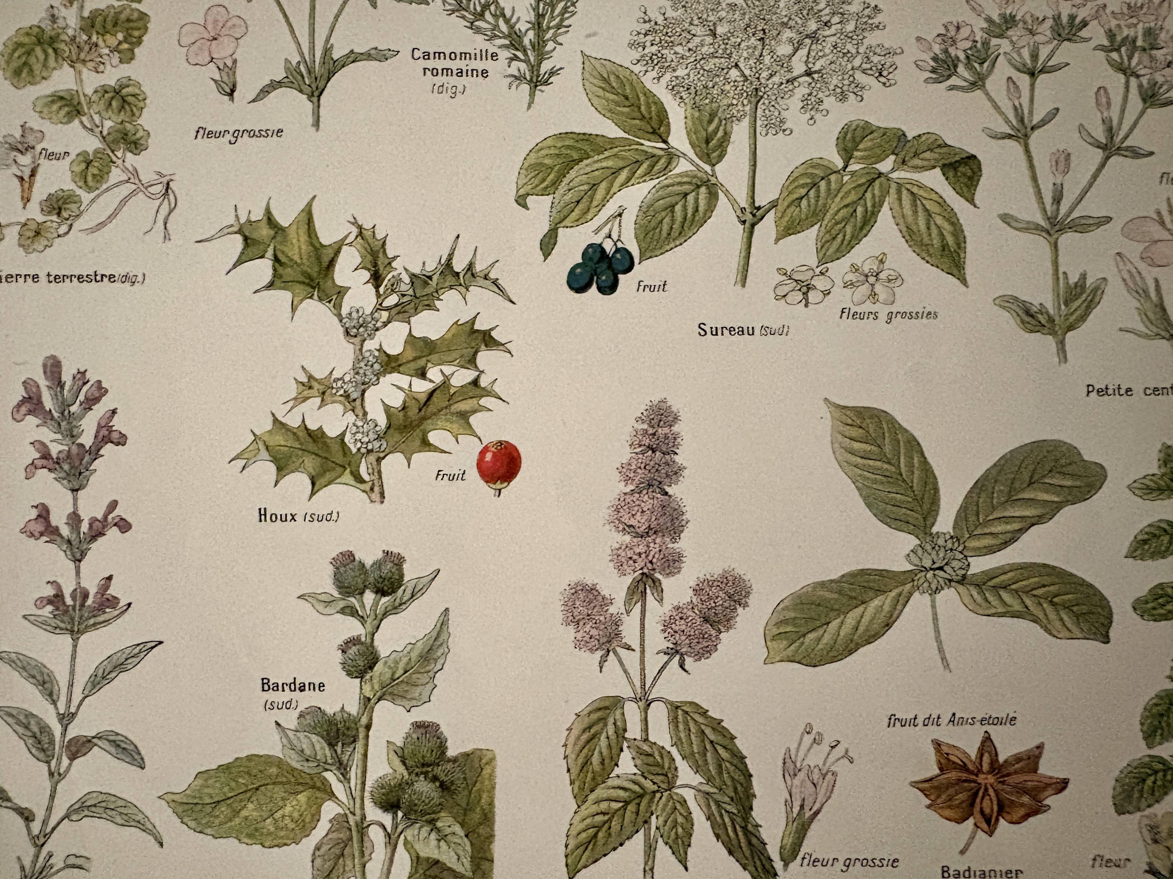 Lithograph of medicinal plants (XXV) - 1920
