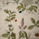 Lithograph of medicinal plants (XXV) - 1920