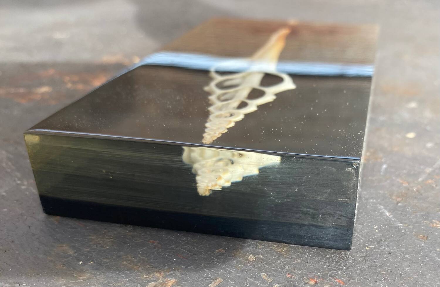 Resin paperweight with shell inclusion