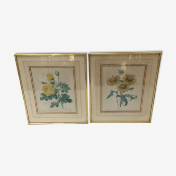 Pair of flower engravings by P.J. Redouté