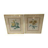Pair of flower engravings by P.J. Redouté