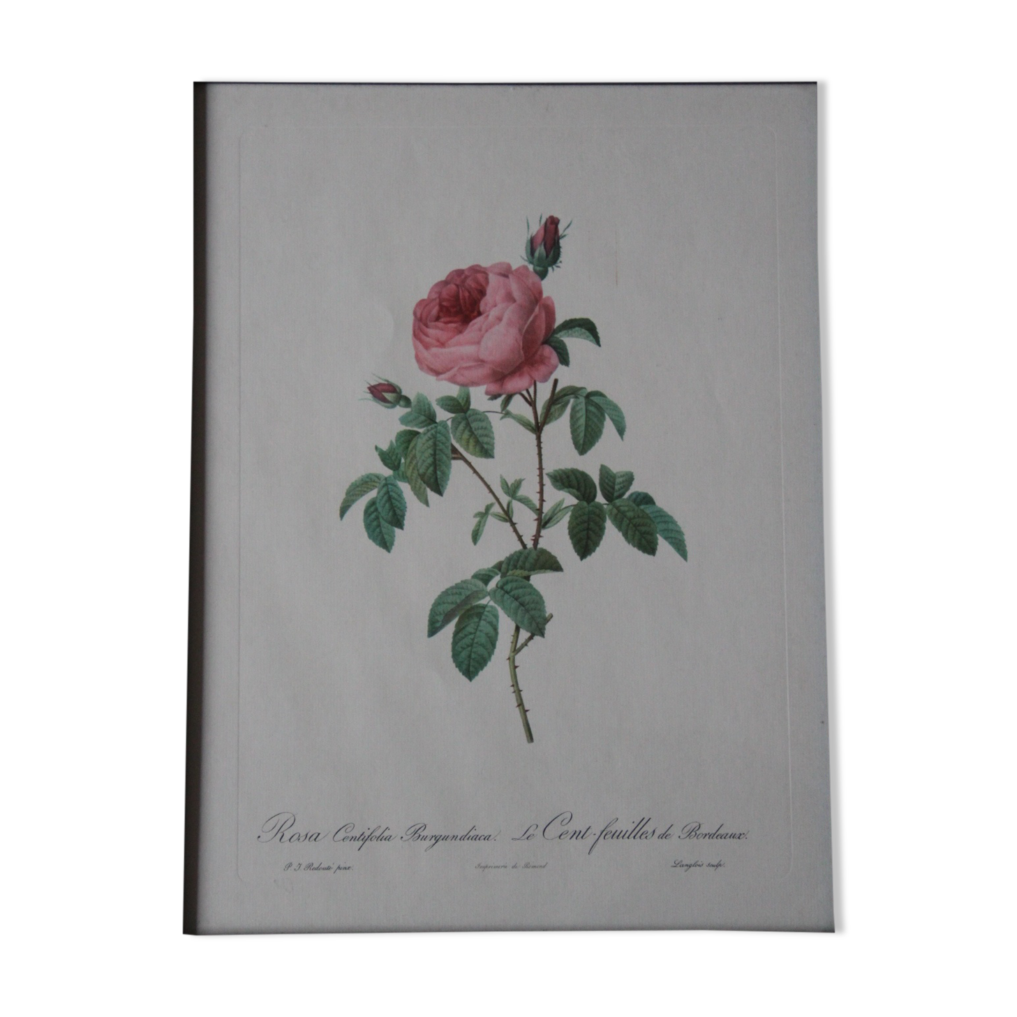 Framed engraving by PJ Redouté