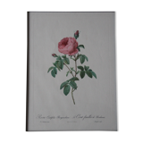 Gravure encadrée de PJ Redouté