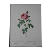Gravure encadrée de PJ Redouté