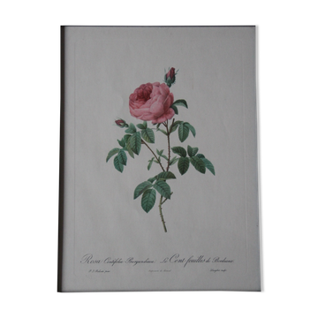 Gravure encadrée de PJ Redouté