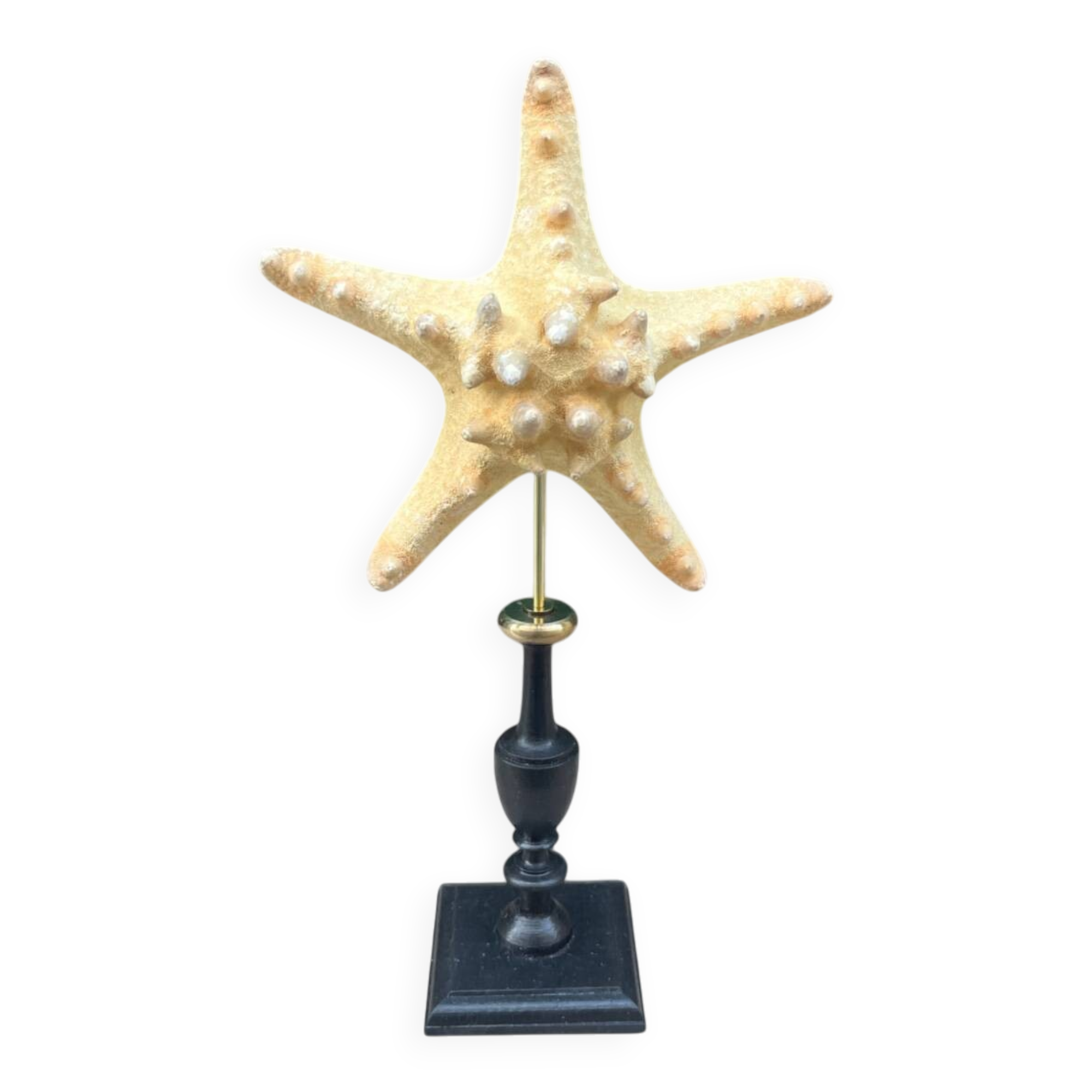 Starfish on a turned wooden base, late 19th century - cabinet of curiosities