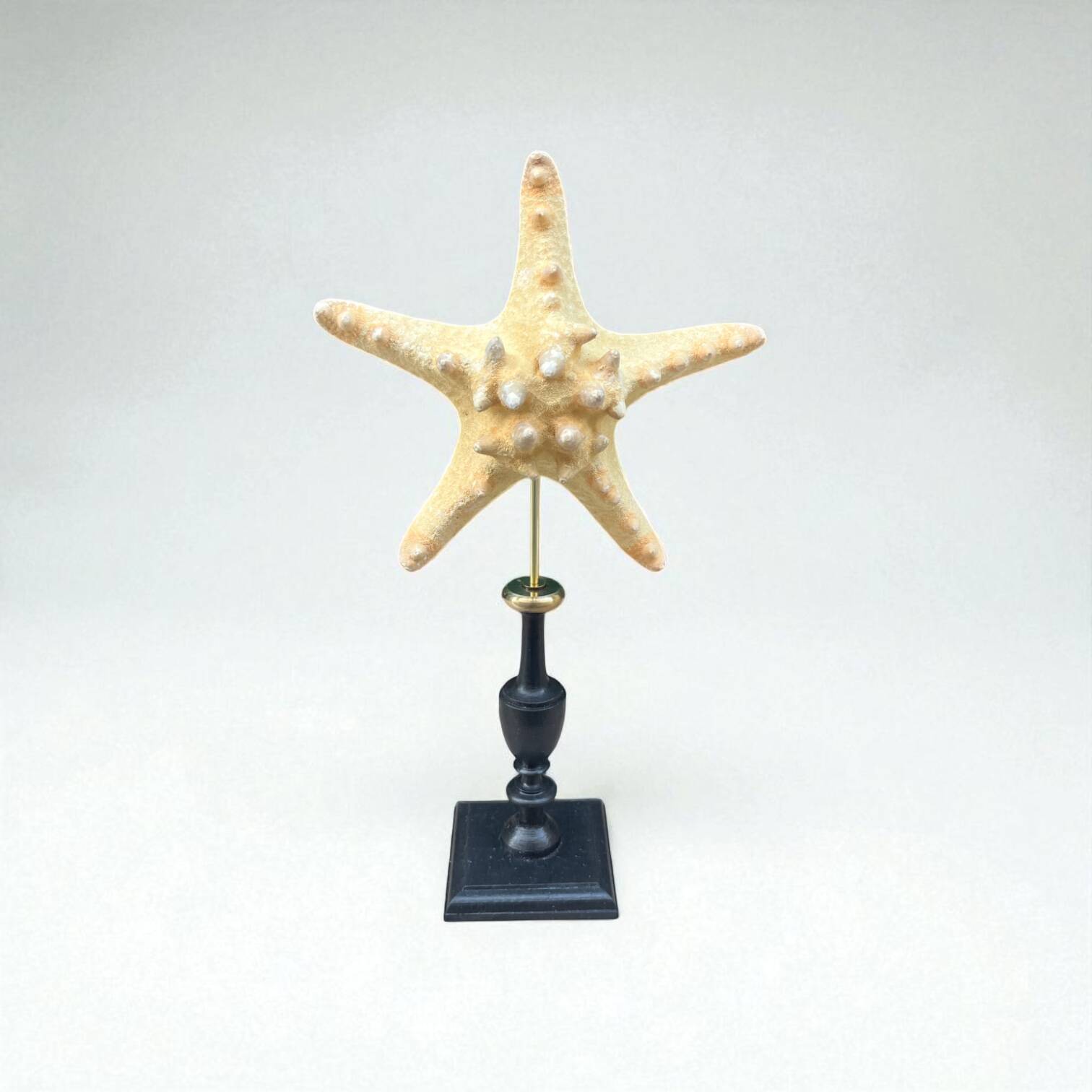 Starfish on a turned wooden base, late 19th century - cabinet of curiosities