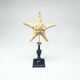 Starfish on a turned wooden base, late 19th century - cabinet of curiosities