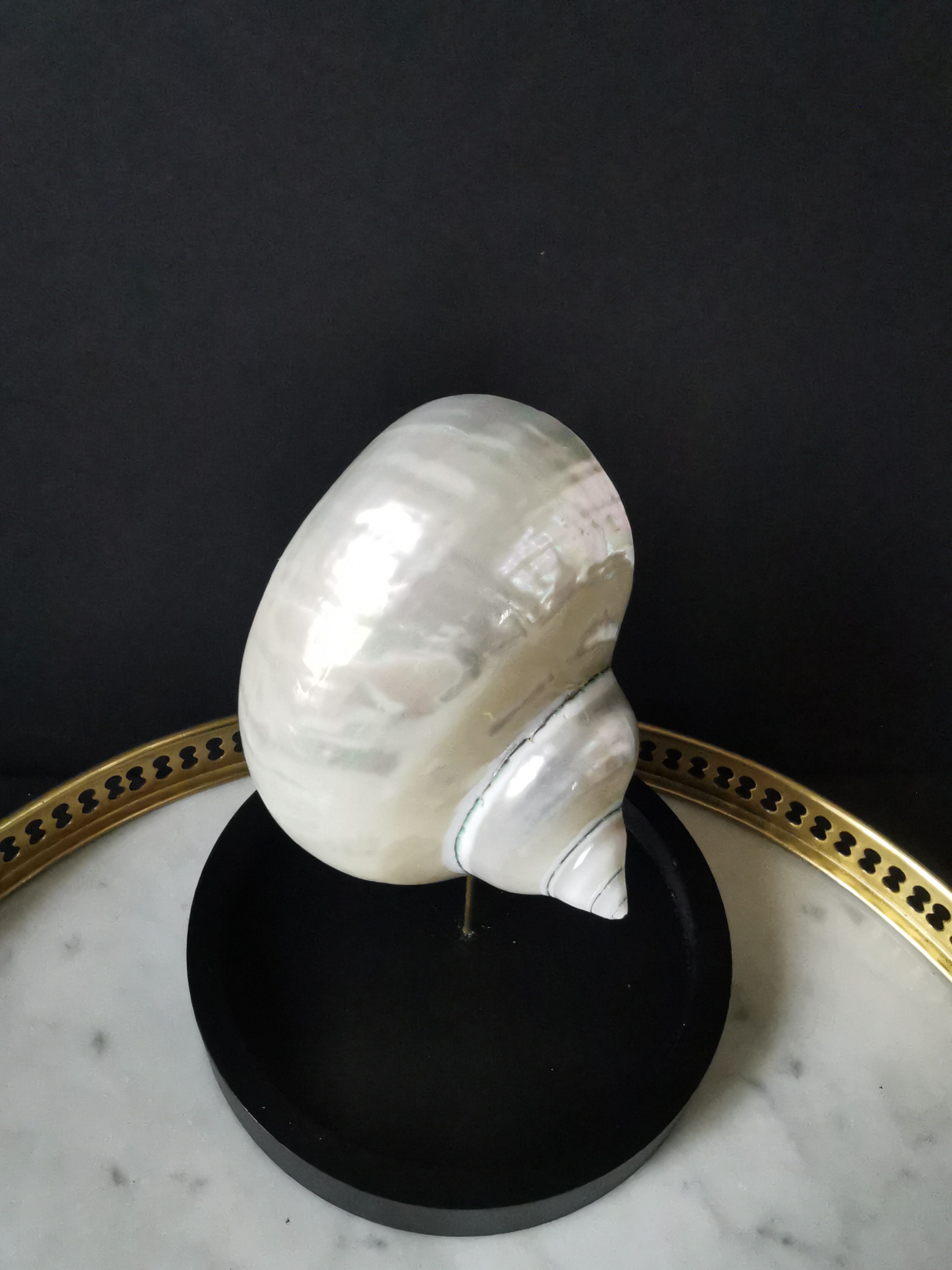 Pearl Turbo shell under glass globe. H. 18,5cm