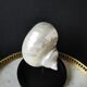 Pearl Turbo shell under glass globe. H. 18,5cm